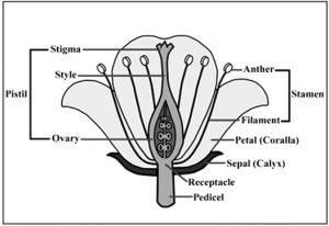 Longitudinal Section (LS) of a Flower