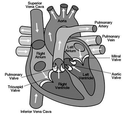 Structure of Human Hearts 